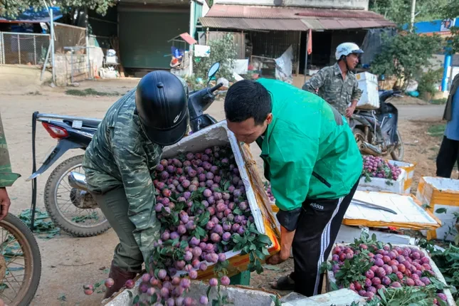 Mận vừa vào mùa đã 'vấp' cảnh rớt giá thê thảm ảnh 2