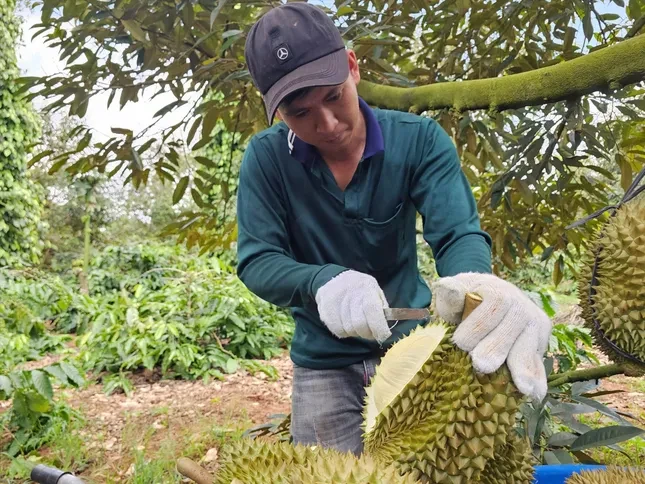 Đại phẫu 'vua' trái cây tỷ USD - bài 3: Sầu riêng bước vào chính vụ, nỗi lo vỡ trận ảnh 1