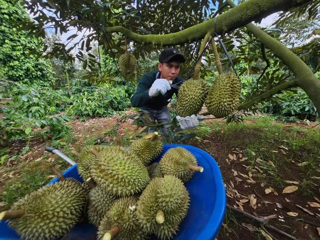 Đại phẫu 'vua' trái cây tỷ USD - bài 3: Sầu riêng bước vào chính vụ, nỗi lo vỡ trận ảnh 2