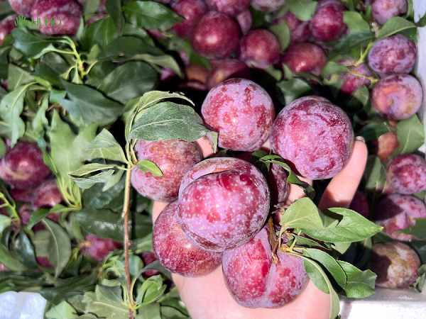 Đặc sản Tây Bắc vào mùa: Bán đầy chợ Việt, giá chỉ hơn chục nghìn đồng/kg nhiều chị em 'săn đón'