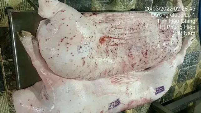 Lộ sai phạm kiểm soát tại lò mổ heo cho Công ty C.P Việt Nam ảnh 1