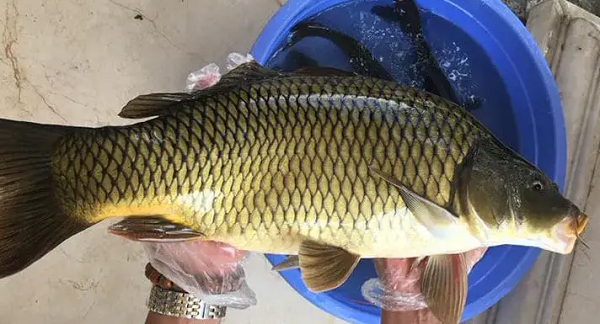 Loại cá dân dã là nguồn protein 'vàng' bình dân, giàu dinh dưỡng không kém cá hồi: Ở Việt Nam cứ ra chợ là thấy