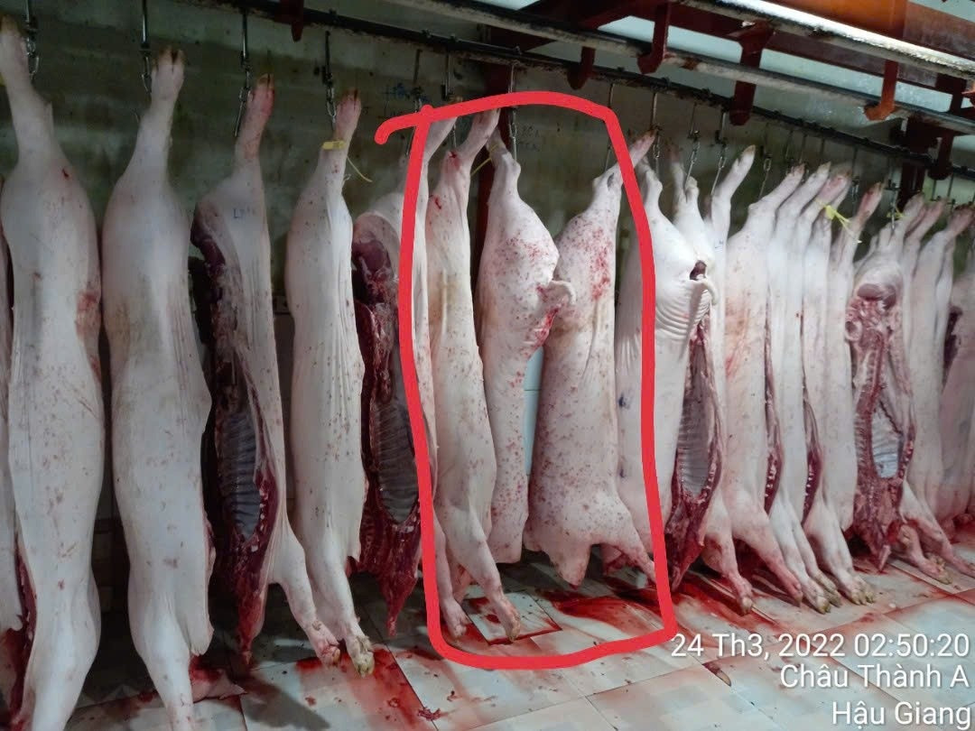 Thêm hình ảnh thịt heo bất thường tại lò mổ C.P vừa được tung ra, dư luận tiếp tục rúng động