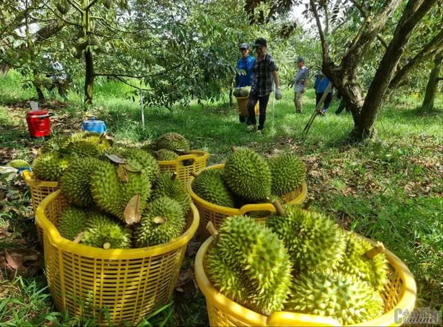 Đại phẫu 'vua' trái cây tỷ USD - Kỳ 5: Nước mắt nông dân ảnh 1