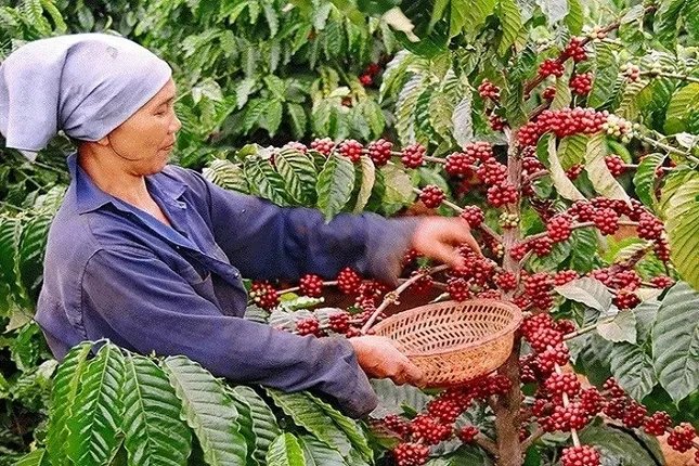 Giá cà phê Việt Nam cao nhất từ trước đến nay ảnh 1