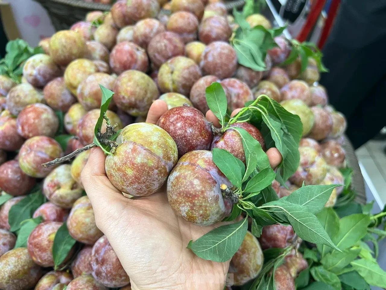 Bất ngờ với giá mận hậu vào mùa ở TPHCM ảnh 2