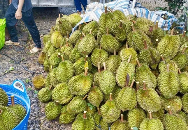 Cảnh trái ngược trên thị trường sầu riêng Lâm Đồng ảnh 2