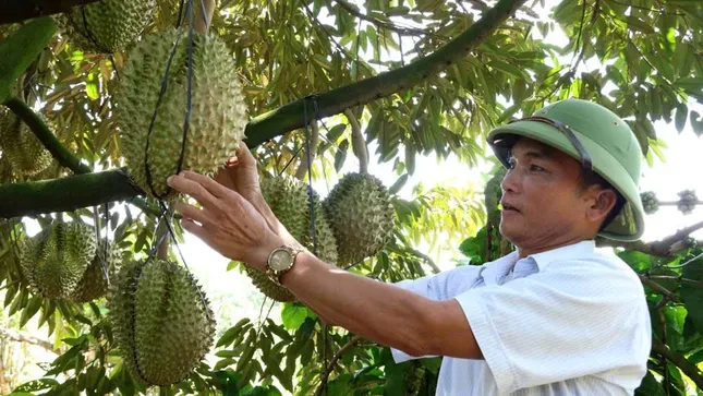 Cảnh trái ngược trên thị trường sầu riêng Lâm Đồng ảnh 1