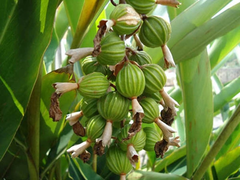 Nông dân Lào Cai - Cao Bằng trồng được loại hạt nhăn nhúm nhưng giá tới 2 triệu/kg, đắt top 3 giới gia vị