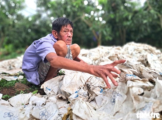 Xoài Đắk Nông rớt giá còn 1.000 đồng/kg, người trồng xoài khóc ròng ‘càng hái càng lỗ’