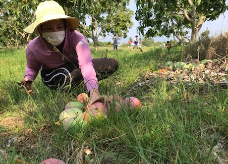 Xoài Đắk Nông rớt giá còn 1.000 đồng/kg, người trồng xoài khóc ròng ‘càng hái càng lỗ’