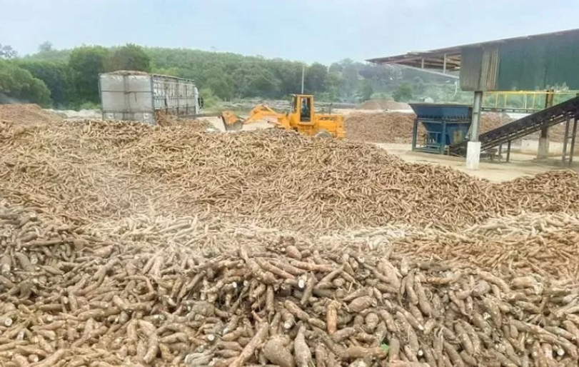 Thái Lan đẩy mạnh xuất khẩu gạo và sắn, Việt Nam cảnh giác mất thị phần ở siêu cường châu Á - ảnh 3