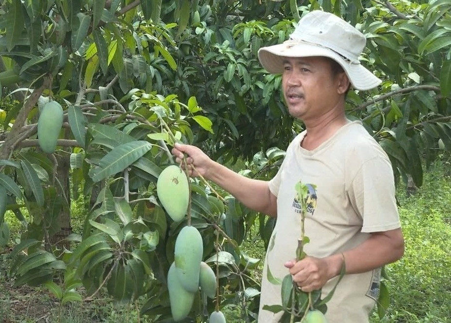 Nông dân Bình Thuận trồng cây thấp tè, quả chi chít là giống của Úc: Thương lái từng nườm nượp, nay rơi vào tình cảnh ế ẩm