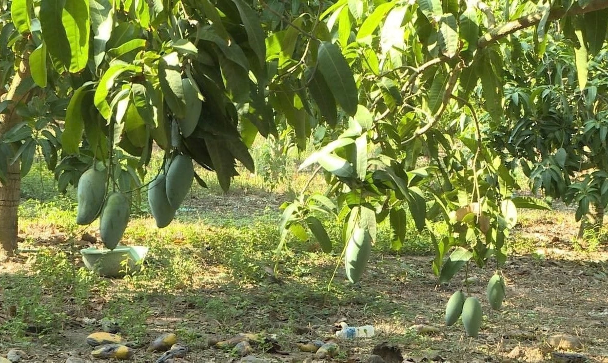 Nông dân Bình Thuận trồng cây thấp tè, quả chi chít là giống của Úc: Thương lái từng nườm nượp, nay rơi vào tình cảnh ế ẩm