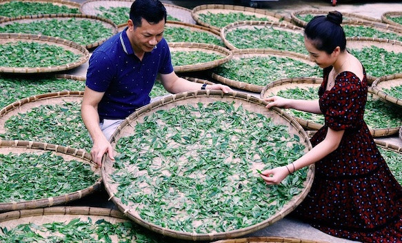 Shark Hưng bán trà 12 triệu/kg, mơ biến trà Việt thành 'Rolex' của nông sản