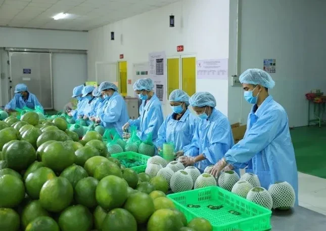 Lý do xuất khẩu rau quả sụt giảm mạnh ảnh 1