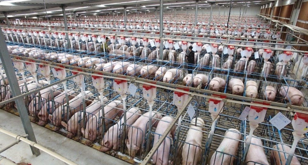 Giá thịt heo rớt 2 năm liên tiếp, Trung Quốc chỉ đạo các tập đoàn chăn nuôi lớn phải cắt giảm mạnh sản lượng