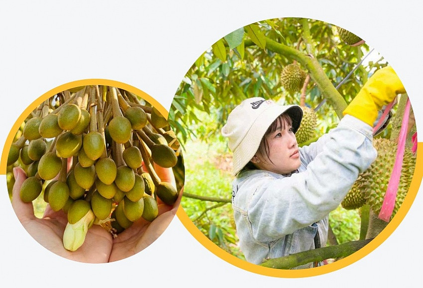 HAGL giảm hơn 28.000 nhân sự, kế hoạch mở rộng mô hình của bầu Đức gặp thử thách lớn
