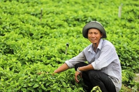 Nông dân Vĩnh Long trở thành đại gia nhờ thứ rau thơm ngát, tốt um ngoài cánh đồng: Thương lái gom đến đâu, lấy tiền đó mua vàng