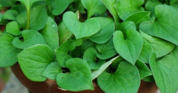 Nông dân Vĩnh Long trở thành đại gia nhờ thứ rau thơm ngát, tốt um ngoài cánh đồng: Thương lái gom đến đâu, lấy tiền đó mua vàng