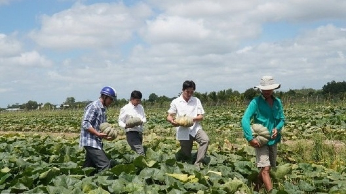 Đất trồng lúa bỏ hoang, nông dân Cà Mau trồng loại cây dây bò ra trái lực lưỡng, giúp thu trăm triệu mỗi vụ