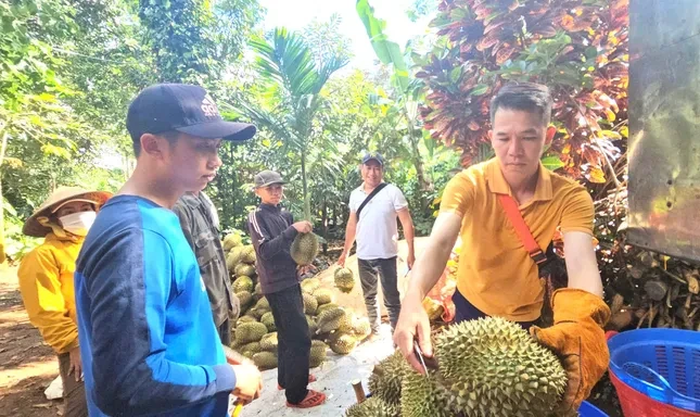 Sầu riêng nhiễm chất cấm sắp 'hết cửa' ở Đắk Lắk ảnh 1