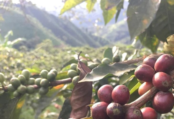 Bài toán mới của nông sản Việt