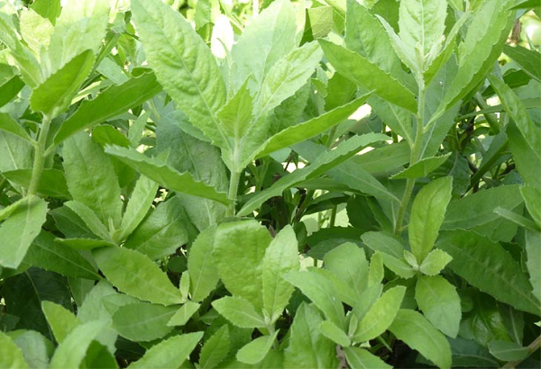 Loài cây mọc hàng rào xưa không ai ngó, nay thành 'đặc sản quê' gây sốt ở phố thị, giá tới 50.000 đồng/kg