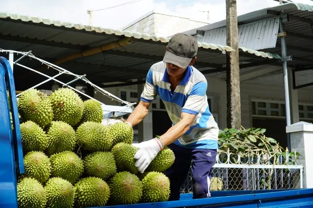 Nhiều loại trái cây rớt giá 'không lối thoát' ảnh 5