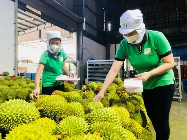  Trái cây Việt ra sao khi Trung Quốc tăng nhập khẩu của nước khác? ảnh 2