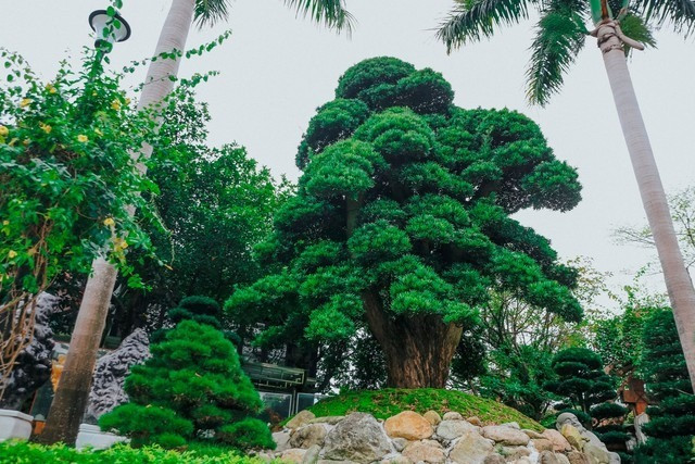 Lãnh đạo FPT sở hữu biệt thự rộng 3.000m2: Sân vườn là ‘rừng cổ thụ’ trăm tuổi cùng bộ sưu tập đá quý cực giá trị- Ảnh 3. Lãnh đạo FPT sở hữu biệt thự rộng 3.000m2: Sân vườn là ‘rừng cổ thụ’ trăm tuổi cùng bộ sưu tập đá quý cực giá trị- Ảnh 3.