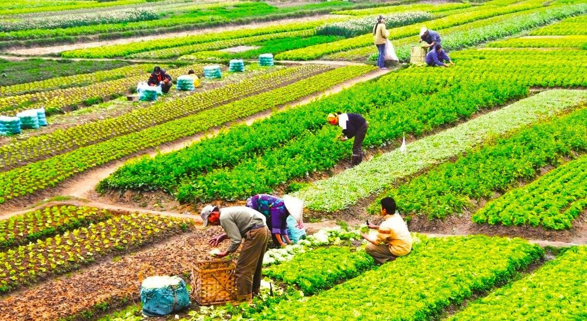 Từ 1/7, sẽ có thay đổi lớn đối với trường hợp được miễn thuế đất nông nghiệp- Ảnh 1. Từ 1/7, sẽ có thay đổi lớn đối với trường hợp được miễn thuế đất nông nghiệp- Ảnh 1.