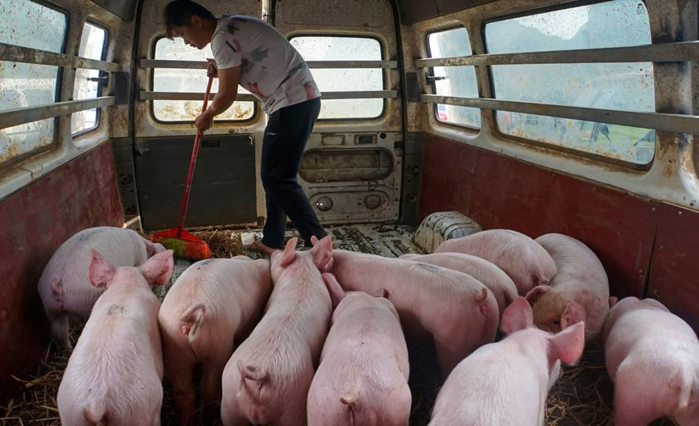 Nền kinh tế lớn thứ 2 thế giới lung lay: Giá thịt lợn rơi thẳng đứng, nông dân lỗ nặng, chính quyền buộc phải cắt giảm 1 triệu con - ảnh 2