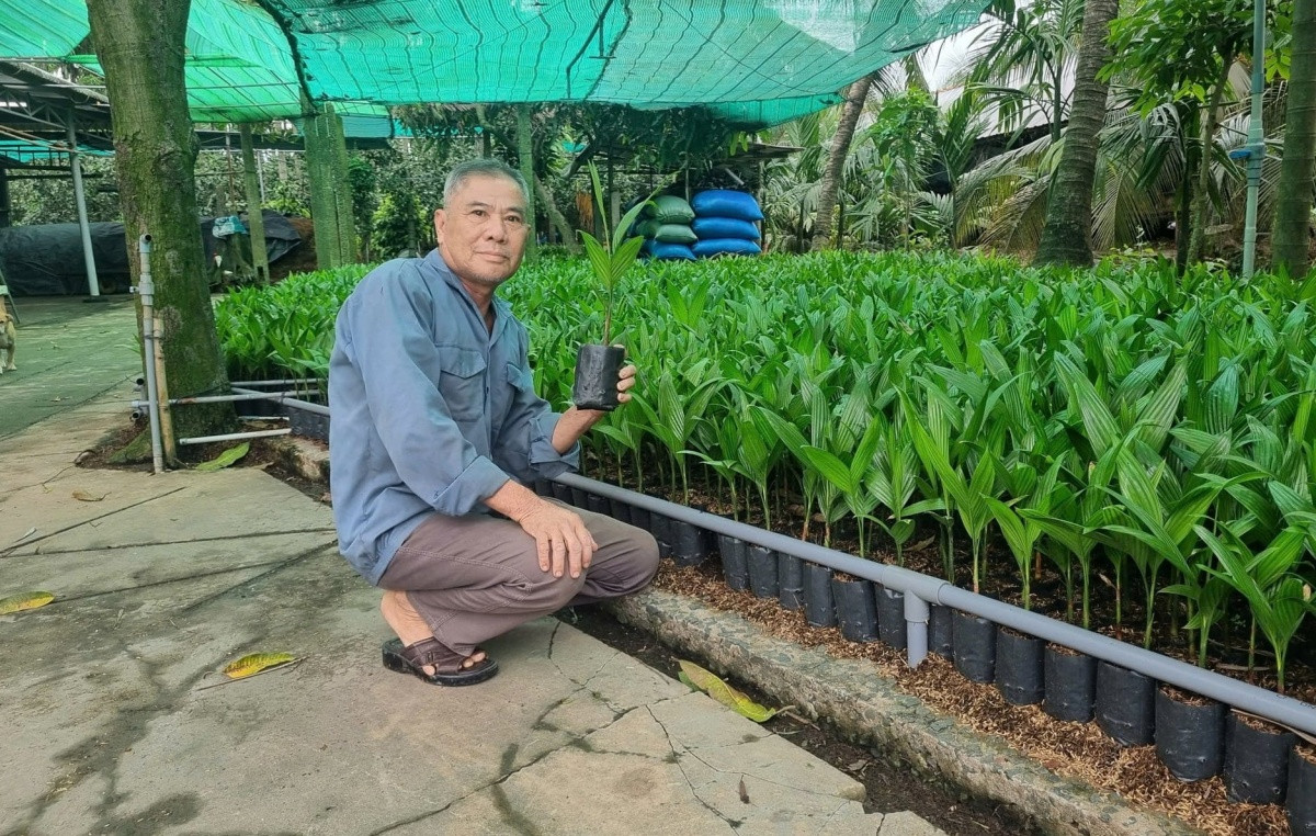 Nông dân Tiền Giang chặt bỏ vườn thanh long chuyển sang trồng loại quả cao vút, trái treo trên từng buồng: Giàu lên trông thấy, giúp cả hàng xóm ‘lên