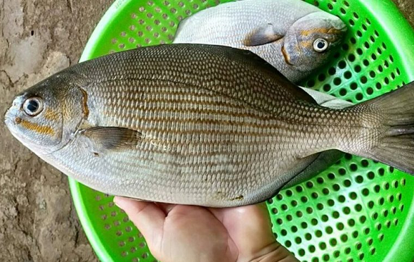 Từng ít người biết đến, loại cá tên nghe 'khiếp vía' nay thành đặc sản đắt đỏ: Giá tới 200.000 đồng/kg, nhiều người săn lùng