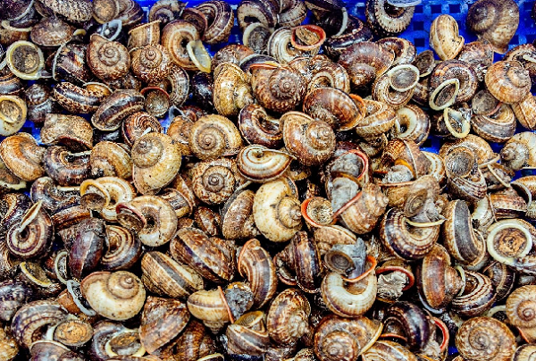 Từ món quà sau mưa đến đặc sản phố thị: 'Lộc trời' giá tới 100.000 đồng/kg, vị lạ miệng, hút khách sành ăn