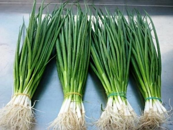 Ít ai ngờ loại gia vị quen thuộc là 'kháng sinh xanh' tốt cho phổi, đường hô hấp: Giá rẻ, dễ tìm ở chợ Việt