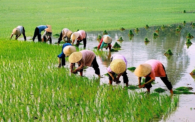 Từ 1/7, nông dân được vay đến 300 triệu không cần thế chấp