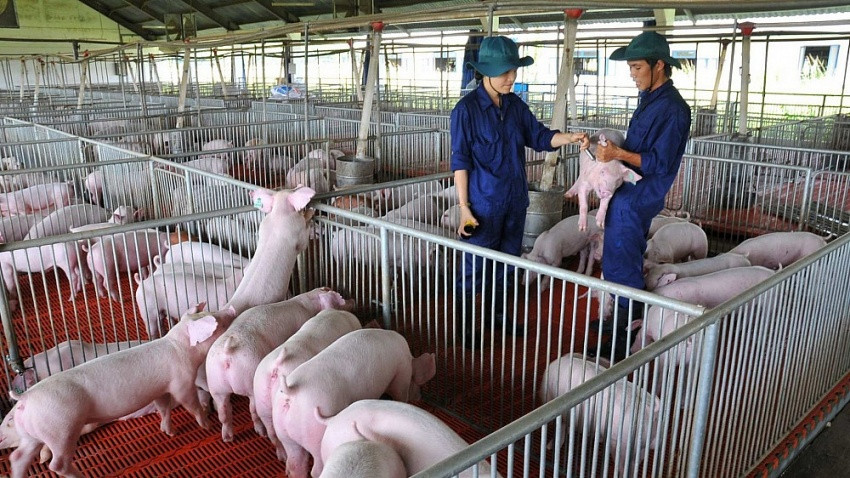 Dabaco (DBC) đầu tư khu chăn nuôi công nghệ cao tại Quảng Trị nhằm hiện thực hóa kế hoạch 80.000 lợn thịt