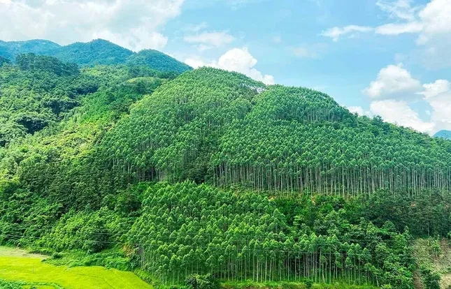 'Ông trùm' Amazon muốn mua tín chỉ carbon rừng Việt Nam ảnh 1