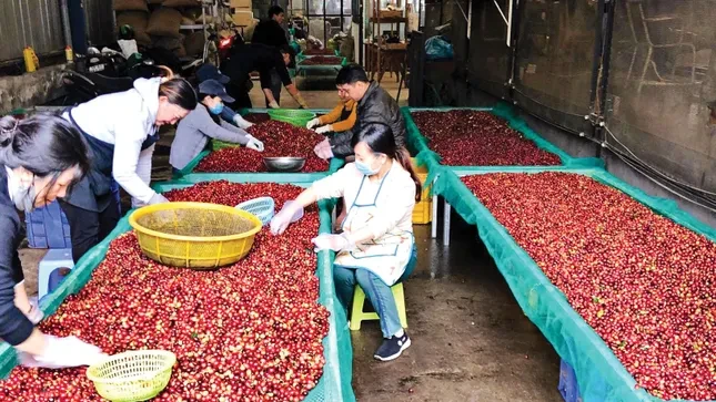 Lý do giá cà phê lao dốc ảnh 2
