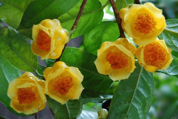 Thương lái Trung Quốc vung tiền như nước thu mua, giá 18 triệu/kg, nông dân Việt 'bứng tận gốc' loại thảo dược quý đem bán