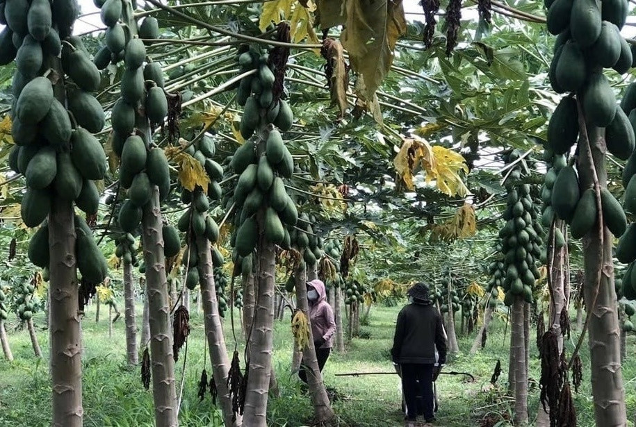 Nông dân Bà Rịa-Vũng Tàu ‘lên như diều gặp gió’ nhờ trồng loại cây dễ chăm, thu hoạch quanh năm: Lãi lên tới 500 triệu đồng/1ha