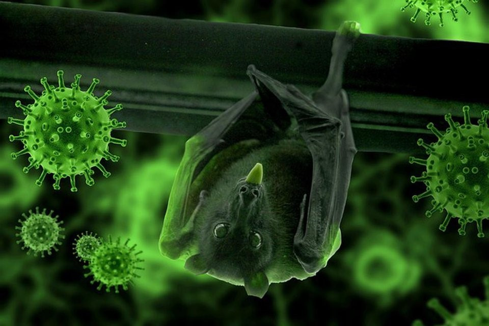 Phát hiện 20 loại virus lạ ở dơi tại Trung Quốc, có loại gây bệnh hô hấp với tỷ lệ tử vong lên tới 75% - ảnh 1