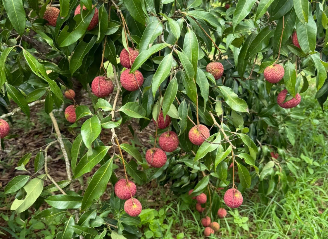 vai ngoc