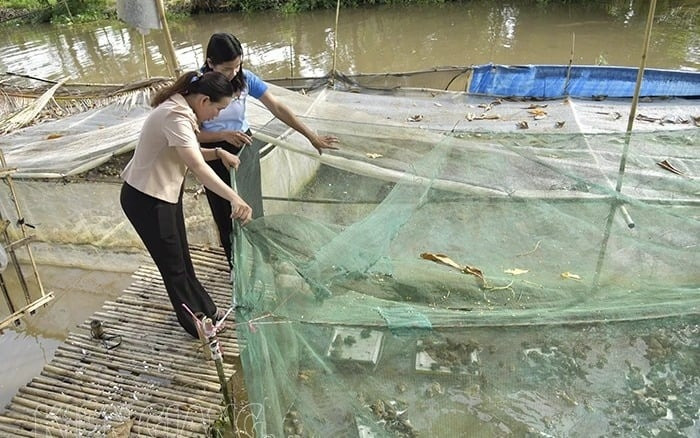 Nghỉ trồng lúa, nông dân Kiên Giang đem ruộng đi nuôi xen canh 2 loài vật, chỉ 3 tháng đã lãi bộn tiền