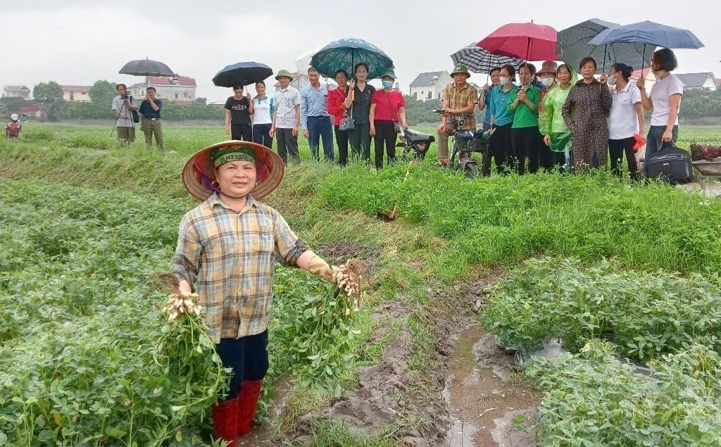 Nông dân Bắc Giang trồng cây ra củ, nhổ lên hạt chắc, năng suất lại cao: Bán rất được giá, cuộc sống ‘lên đời’ từ đây