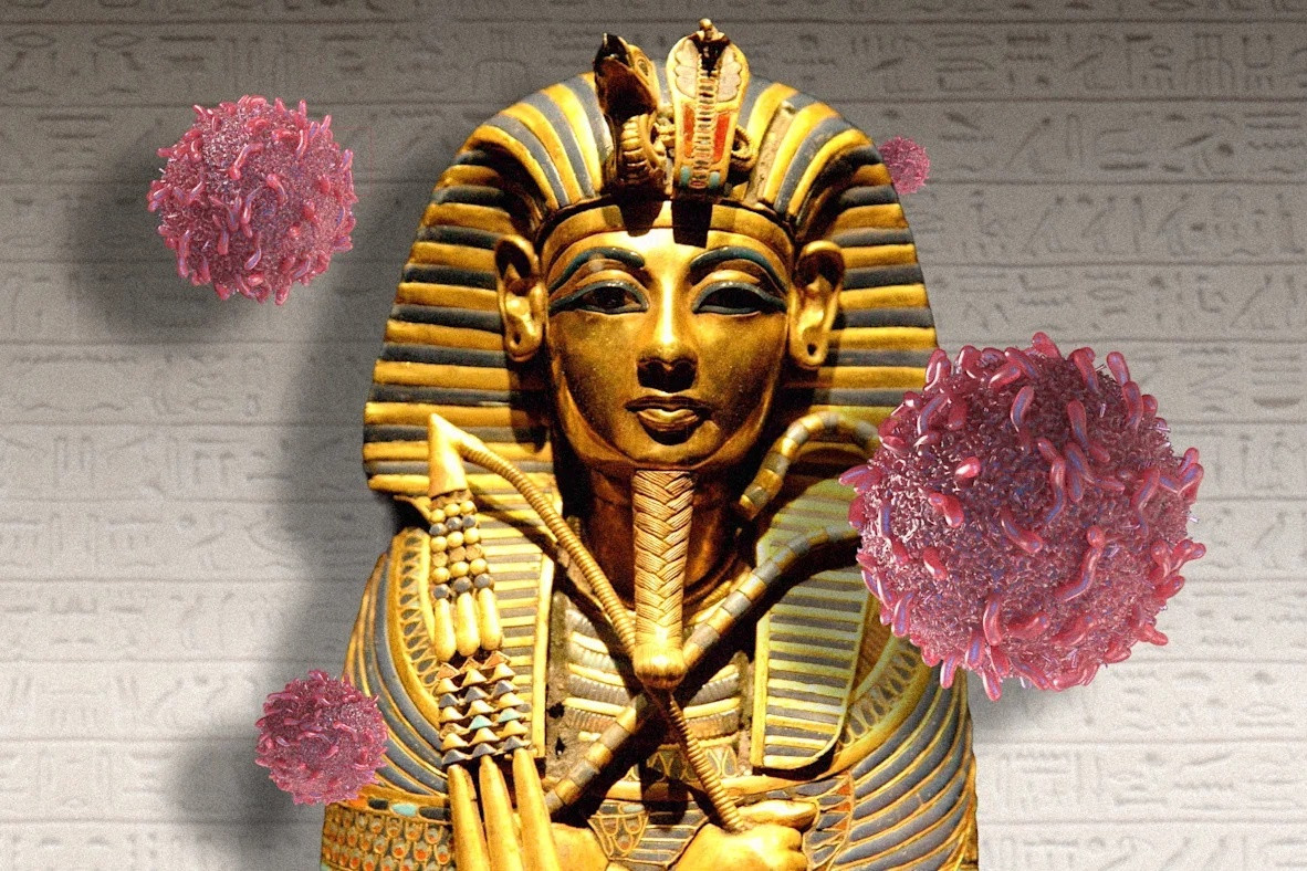 Từng bị gắn với 'lời nguyền Pharaoh', loài nấm tử thần này bất ngờ hé lộ khả năng tiêu diệt tế bào ung thư