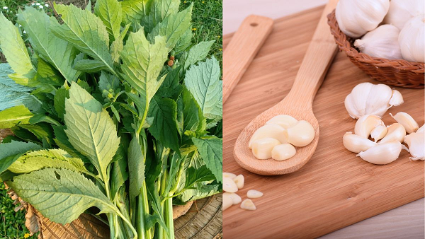 Từ cây dại ven đường thành đặc sản 'lên mâm' phố thị: Bán tới 50.000 đồng/kg, hương vị lạ khó quên