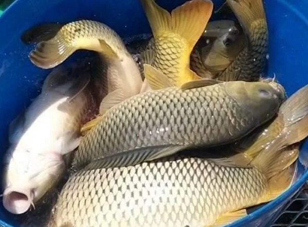 Loại cá này đầy chợ Việt, dinh dưỡng không kém cá hồi nhưng giá chỉ bằng 1/5: Nhiều người ăn mà không biết hết công dụng